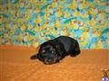 Dachshund